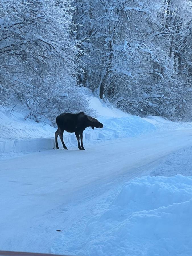 Alaskan Adventure Awaits! Eagle River Экстерьер фото